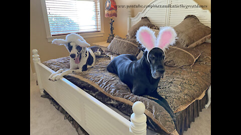 Easter Bunny Great Danes Test Out The King Size Bed For Their Guests