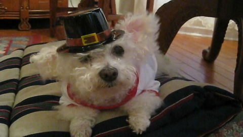 "Small White Dog Wears A Pilgrim's Hat For Thanksgiving"