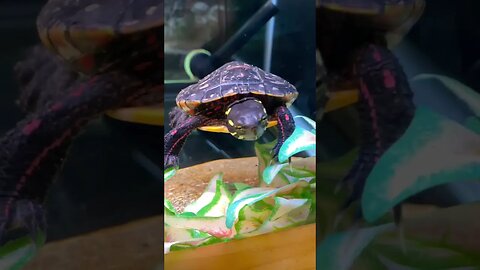 An adorable turtle at the @wncnaturecenter #turtle #turtles #turtlepet