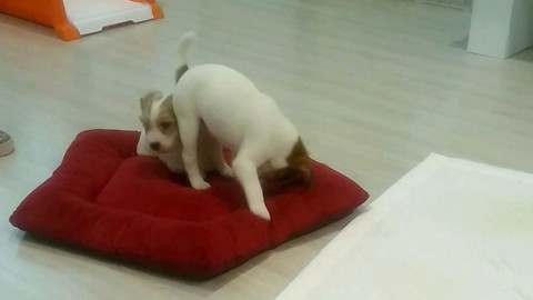 The puppy suddenly does a nice somersault