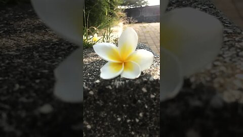 Beautiful Cambodian flowers fall #cambodianflowers