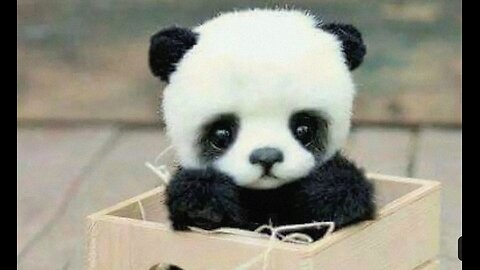 Baby Pandas 🐼 | Cute 💖 and Funny 😂Baby Panda Videos Compilation