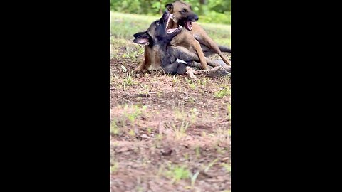 Belgian Malinois power can be stopped with one word from owner