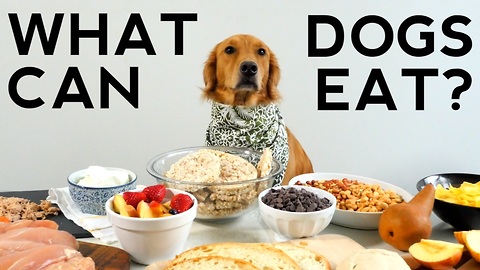 What can dogs eat?