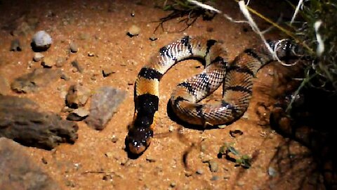 Stumbling upon an African Coral Snake at night