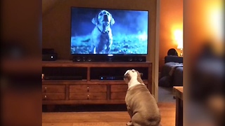 Bulldog Interacts With TV Every Time Budweiser Commercial Comes On