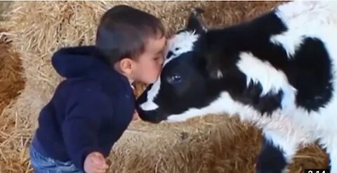 babies and baby cow become friend