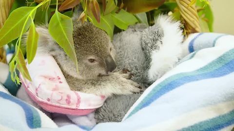 Baby koala finds comfort in stuffed animal after mother's tragic death
