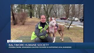 Luna the dog is looking for a new home at the Baltimore Humane Society