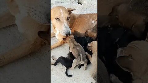 Finally rescued puppy find their mother #shorts #puppy #dog #youtubeshorts