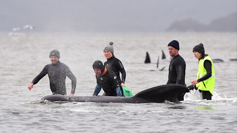 Australian Officials Rescue 88 Whales From Worst Mass Beaching