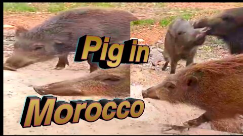 Moroccan pig