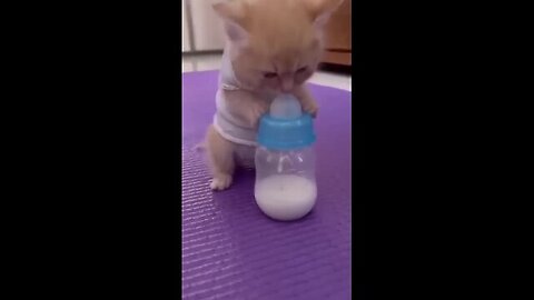 Baby cat So Funny video episode no.1 🐈😁