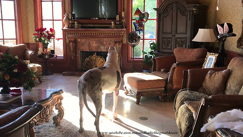 Funny Great Dane Gets Startled by Balloons and Barks