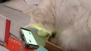 Kat jager mus ... i en smartphone!