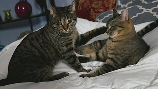 Cats Learn to Share the Bed