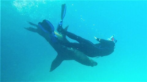 Gigantic bull sea lion tries to bite swimmer in Galapagos Islands