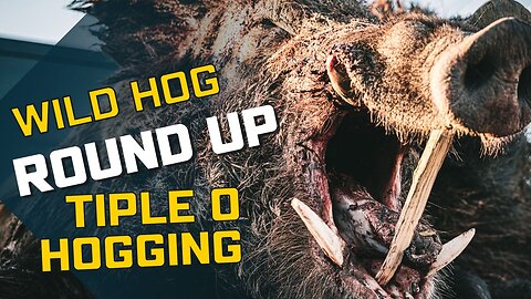 Wild Hog Round Up Highlights