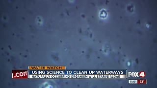 New pilot program to test ‘algae-starving’ bacteria in Cape Coral