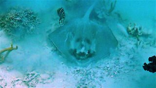 Strikingly clear devil face found on unusual stingray in Tonga