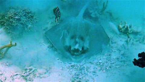Strikingly clear devil face found on unusual stingray in Tonga
