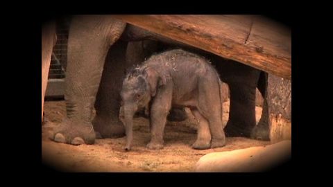 Elephant Birth Caught On Camera