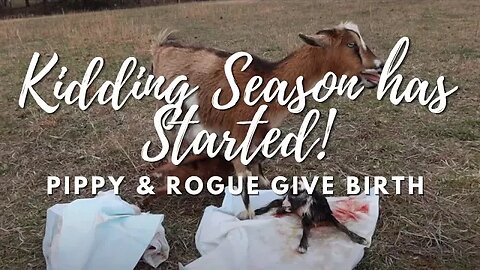 Kidding Has Started! | Nigerian Dwarf Goat Birth!