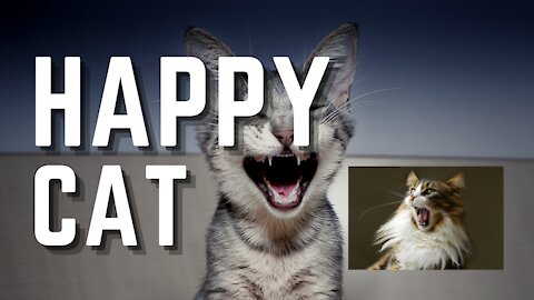HAPPY, HAPPY, HAPPY CAT!