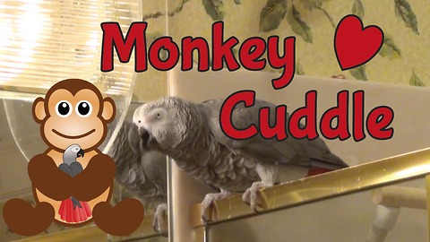Einstein parrot wants to "monkey cuddle"