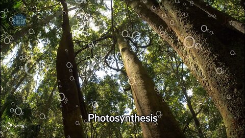 How does Photosynthesis work?