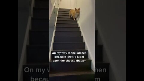 Food motivated pup humorously trots down the stairs