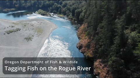 Tagging Fish on the Rogue River