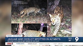 Jaguar, ocelot spotted again in southern Arizona mountains