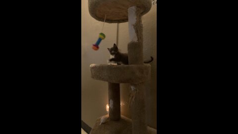 Kitty play