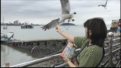 A scene where a seagull snatches a snack from his hand