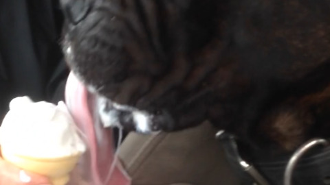 A Dog Makes A Big Mess Eating Ice Cream