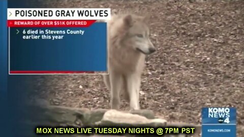 6 Gray Wolves Poisoned! $51,000 REWARD!