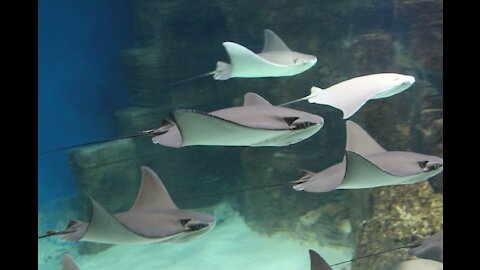 a-manta-ray underwater