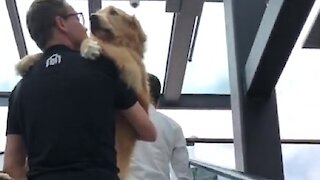 Scared Golden Retriever Gets Carried Up The Escalator