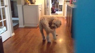 Funny Dog Chases Its Tail And Finally Catches It!