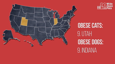Top 10 States with Highest Pet Obesity