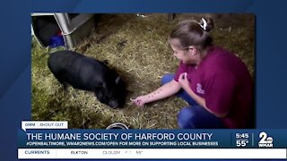 Pets up for adoption at the Humane Society of Harford County