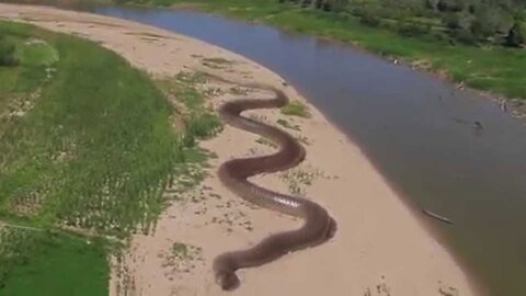 Giant big Anaconda World's longest snake found in Amazon River