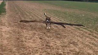 Dog wants to take tree home