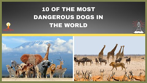 10 Most Dangerous Dog Breeds: Do You Own One?