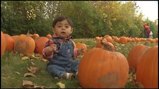 Pumpkin Train