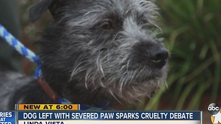 Dog left with severed paw sparks cruelty debate