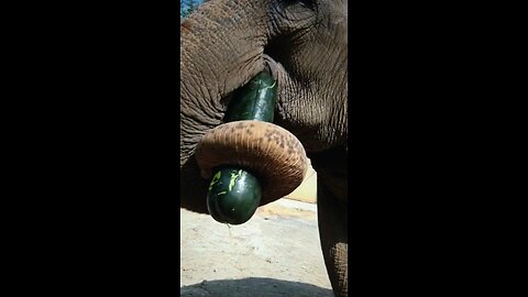 Gourds Melon Gaming Elephant? The Accessibility In Life