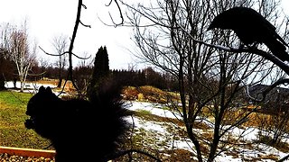 Very polite crow clearly speaks to squirrel at bird feeder