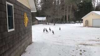 Wild Turkeys